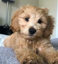 Puppies for sale , cockapoo - Germany, Suhl