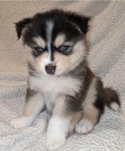 Puppies for sale , pomsky - Canada, Quebec, Montreal