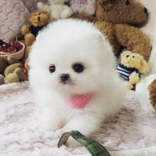 Puppies for sale pomeranian spitz - Ireland, Dublin