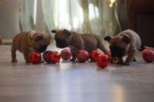 Puppies for sale french bulldog, french bulldog - Belgium, Brussels