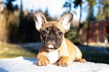 Puppies for sale french bulldog, french bulldog - Netherlands, The Hague