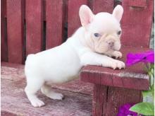 Puppies for sale french bulldog, french bulldog - Finland, Alajarvi
