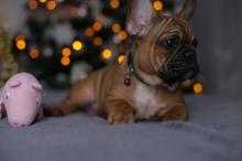 Puppies for sale bull terrier, french bulldog - Moldova, Cahul