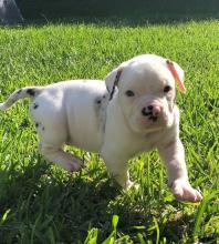 Puppies for sale other breed, alapaa bulldog - Sweden, Stockholm. Price 10 €