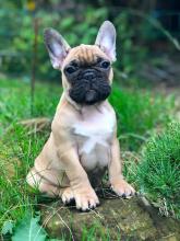 Puppies for sale bull terrier, french bulldog - Georgia, Rustavi