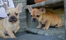 Puppies for sale bull terrier, french bulldog - Netherlands, Voorburg