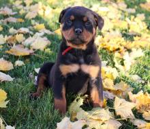 Puppies for sale , rottweiler - Hungary, Gyor