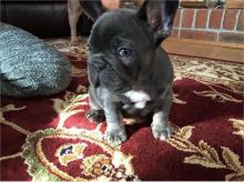 Puppies for sale french bulldog, french bulldog - Finland, Turks
