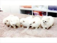 Puppies for sale pomeranian spitz - Austria, Graz