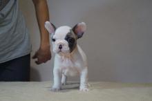 Puppies for sale basenji, french bulldog - Georgia, Kutaisi