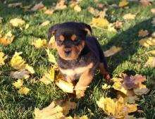 Puppies for sale , rottweiler - Spain, Lerida