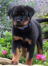 Puppies for sale rottweiler - United Kingdom, Aberdeen