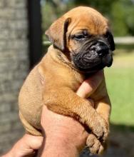 Puppies for sale bullmastiff - Russia, Pyatigorsk