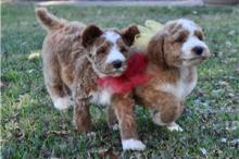 Puppies for sale poodle - Ukraine, Ternopil