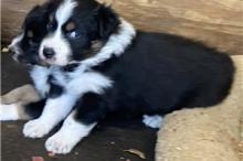Puppies for sale australian shepherd - Kyrgyzstan, Bishkek
