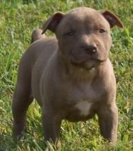 Puppies for sale american pit-bull terrier - Georgia, Rustavi