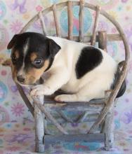 Puppies for sale , parson russell terrier - Kazakhstan, Ust-Kamenogorsk