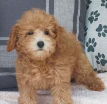 Puppies for sale poodle - United Kingdom, Birmingham