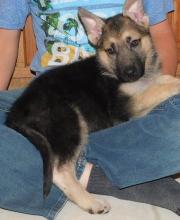 Puppies for sale german shepherd dog - United Kingdom, Blackburn