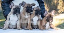 Puppies for sale bull terrier, french bulldog - Spain, Alicante