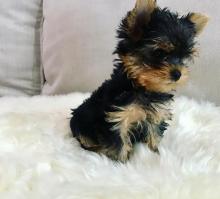 Puppies for sale yorkshire terrier - USA, Florida