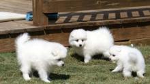 Puppies for sale japanese spitz - Poland, Warsaw. Price 10 €