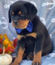 Puppies for sale rottweiler - United Kingdom, Esek