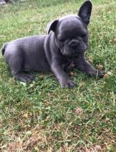 Puppies for sale french bulldog - Poland, Vydgosh