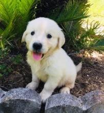 Puppies for sale golden retriever - United Kingdom, Portsmouth