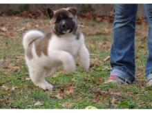 Puppies for sale akita - Lithuania, Vilnius