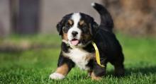 Puppies for sale bernese mountain dog - Bulgaria, Dobrich. Price 150 €