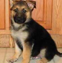 Puppies for sale german shepherd dog - United Kingdom, Kent