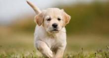 Puppies for sale golden retriever - Germany, Solingen