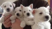 Puppies for sale west highland white terrier - France, Paris. Price 11 €