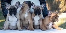 Puppies for sale bull terrier, french bulldog - Netherlands, Hemstede