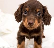 Puppies for sale dachshund - United Kingdom, London