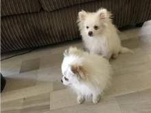 Puppies for sale pomeranian spitz - Latvia, Aizkraukle