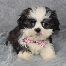 Puppies for sale shih tzu - Slovakia, Cheb. Price 11 €