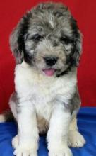 Puppies for sale poodle - United Kingdom, Liverpool