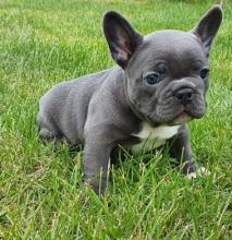 Puppies for sale french bulldog - USA, Arizona