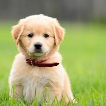 Puppies for sale golden retriever - Austria, Graz. Price 10 €