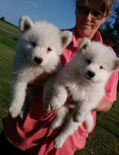 Puppies for sale samoyed dog (samoyed) - Kazakhstan, Turkestan