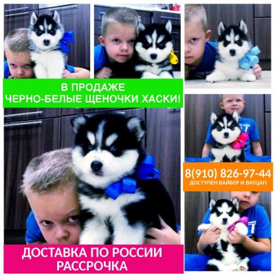 Продам щенка Хаски - Россия, Стерлитамак