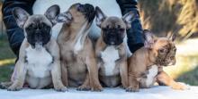 Puppies for sale bull terrier, french bulldog - Netherlands, Harlem