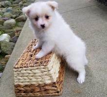 Puppies for sale , pomeranian  - Moldova, Cahul