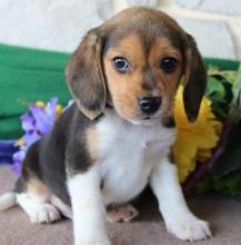 Puppies for sale beagle - USA, California, San Diego