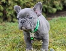 Puppies for sale french bulldog - USA, California, Los Angeles