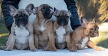 Puppies for sale bull terrier, french bulldog - Netherlands, Amsterdam