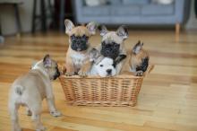 Puppies for sale bull terrier, french bulldog - Belgium, Brussels