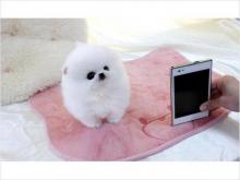 Puppies for sale pomeranian spitz - United Kingdom, Sheffield